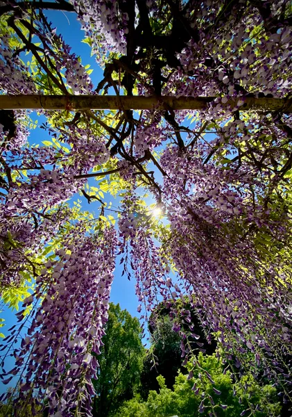Wisteria Flowers - 大藪順子