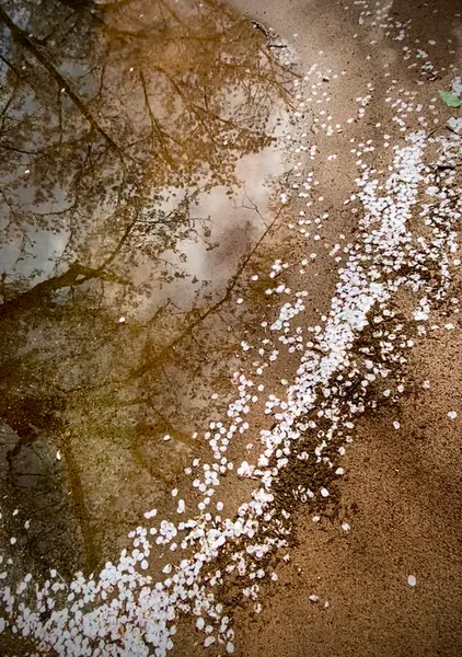 Cherry Blossom after Rain - 大藪順子