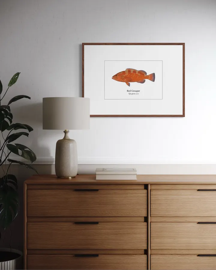 Red Grouper ― Epinephelus morio｜Natural History Fish Art - MARIS Natural History Prints