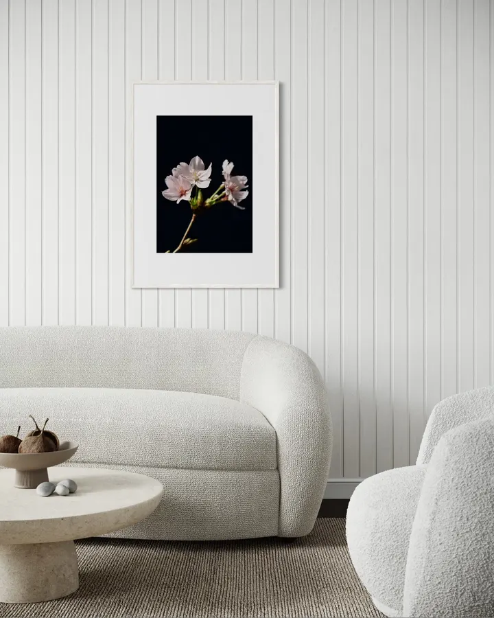 Sakura in Silence 静寂の中の桜