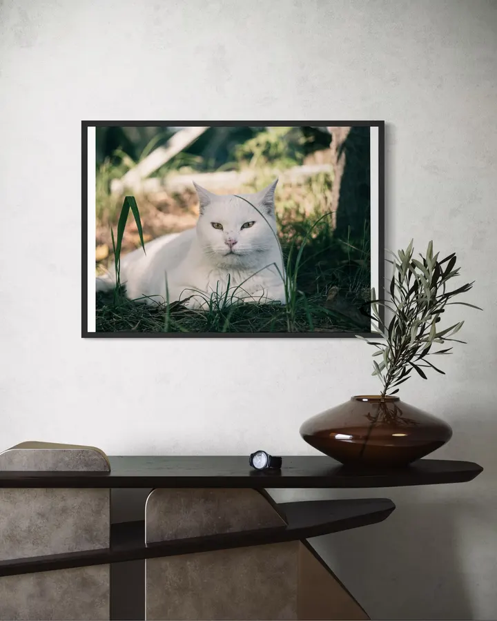 A white cat resting in the shade of a tree