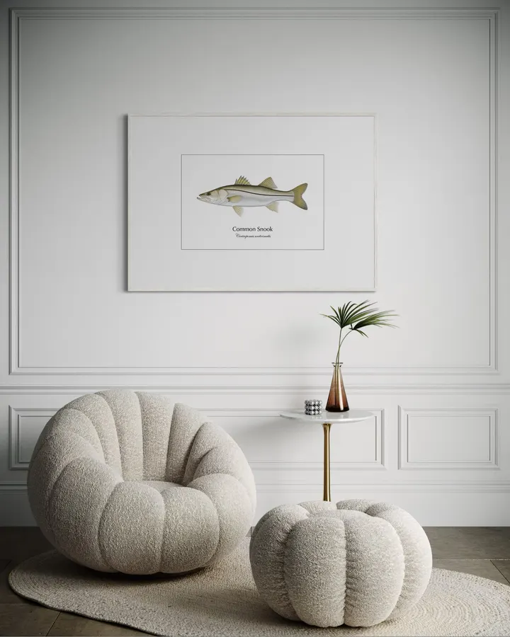 Common Snook ― Centropomus undecimalis|Natural History Fish Art