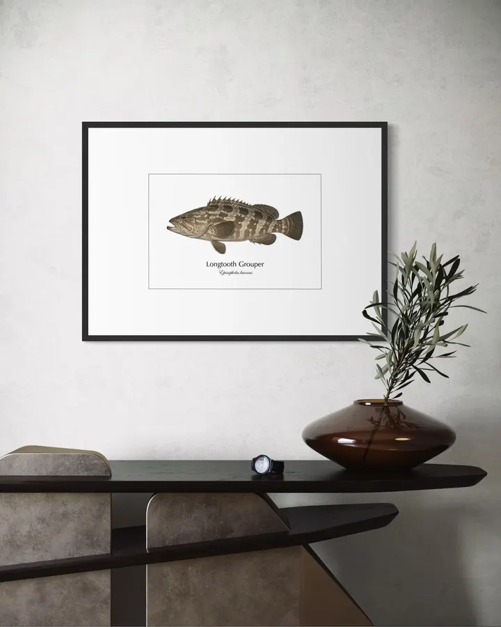 クエ Longtooth Grouper ― Epinephelus bruneus｜Natural History Fish Art - MARIS Natural History Prints