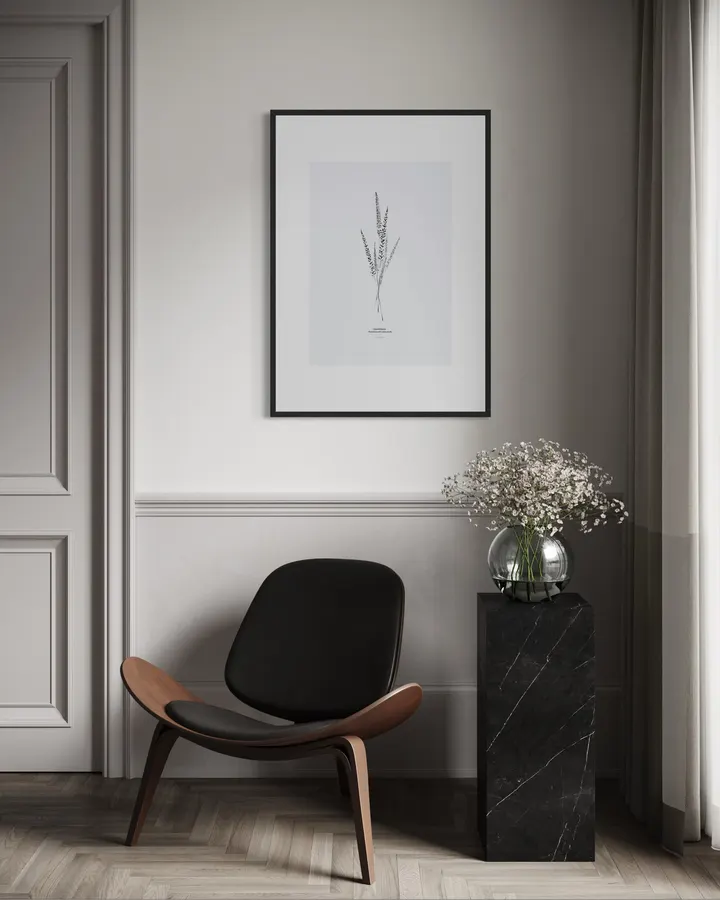 Pennisetum Setaceum - Michal Marko