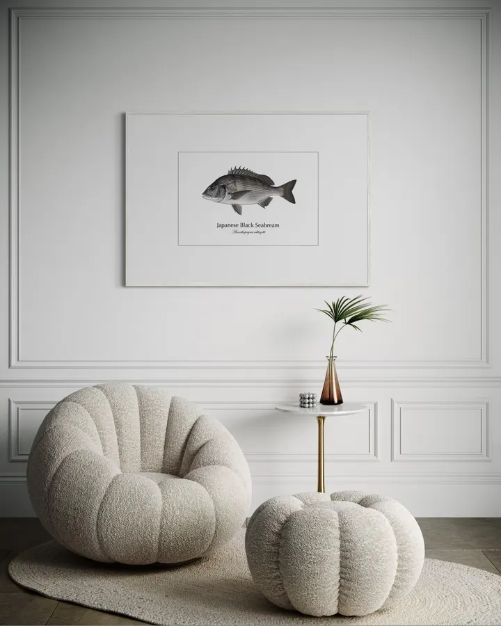 クロダイ Japanese Black Seabream ― Acanthopagrus schlegelii｜Natural History Fish Art - MARIS Natural History Prints