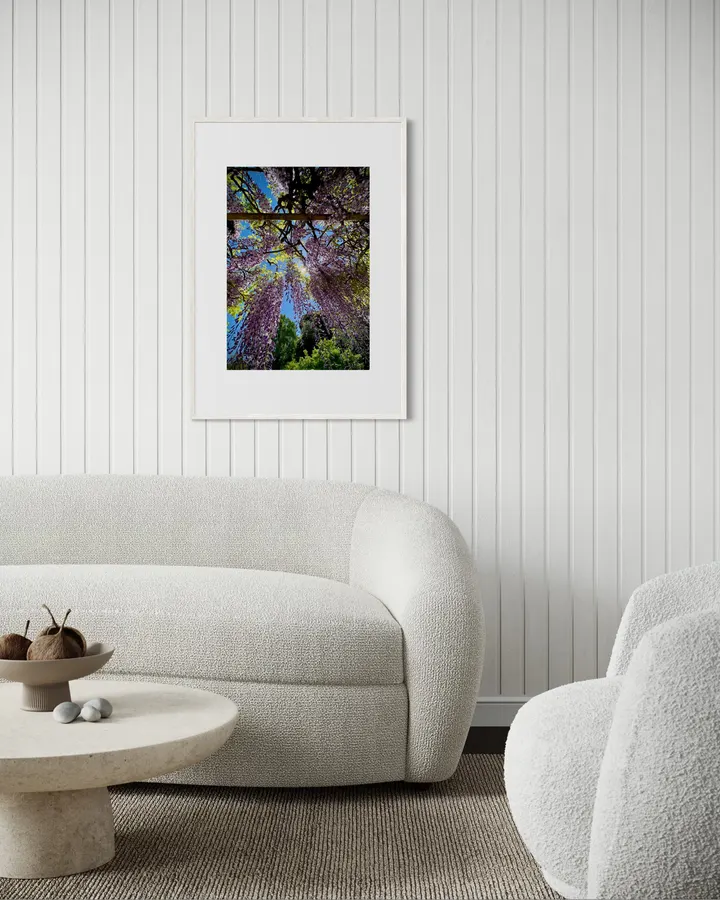 Wisteria Flowers