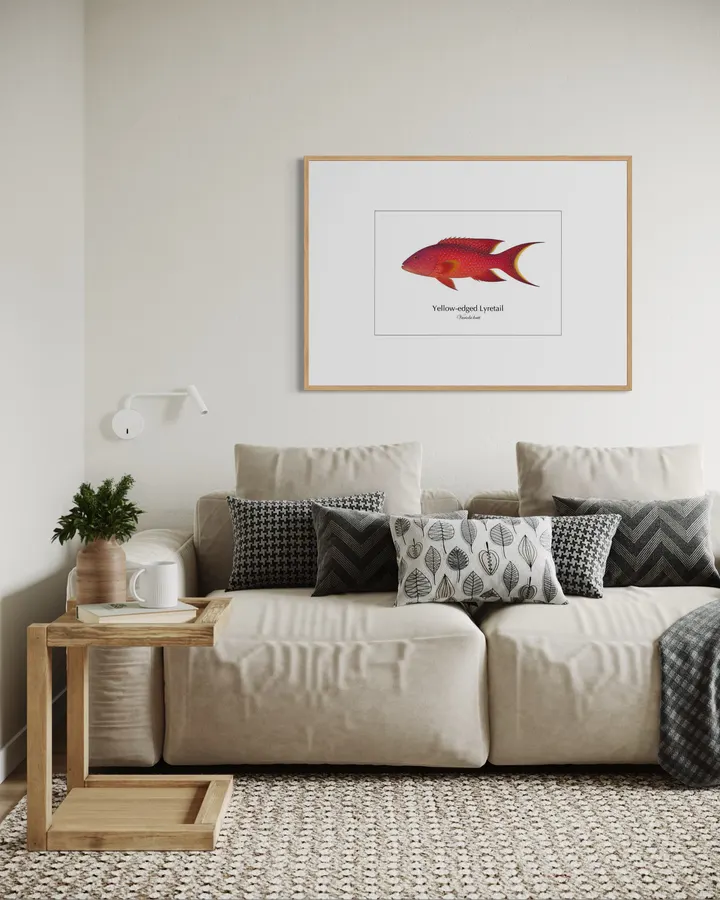 バラハタ Yellow-edged Lyretail ― Variola louti｜Natural History Fish Art - MARIS Natural History Prints