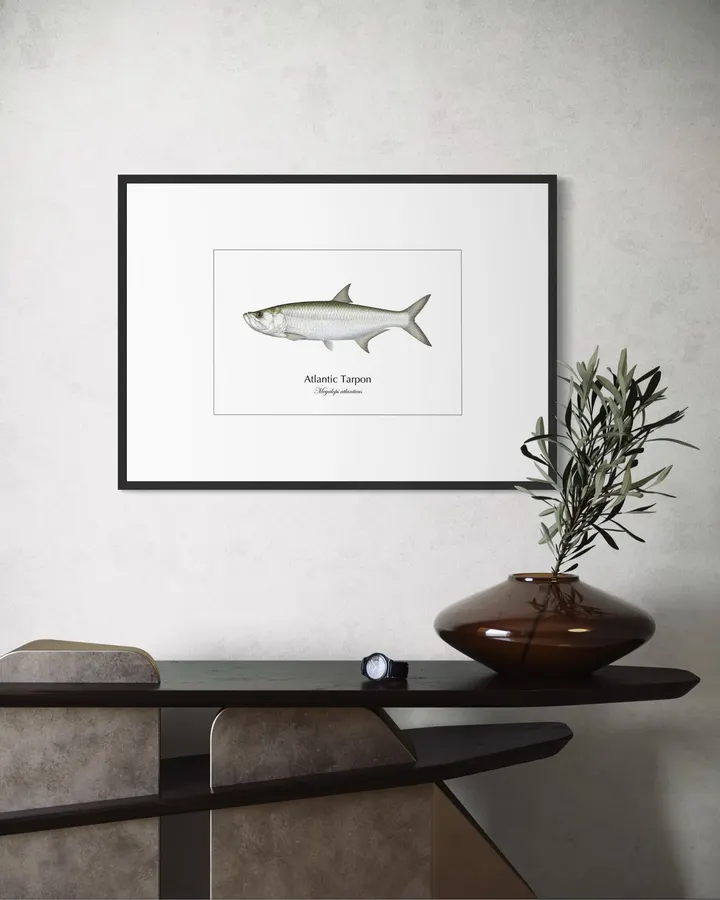 ターポン Atlantic Tarpon ― Megalops atlanticus|Natural History Fish Art