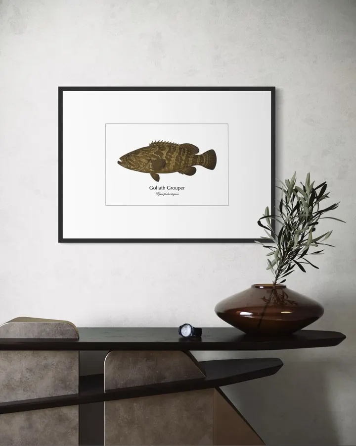 イタヤラ Goliath Grouper ― Epinephelus itajara｜Natural History Fish Art - MARIS Natural History Prints