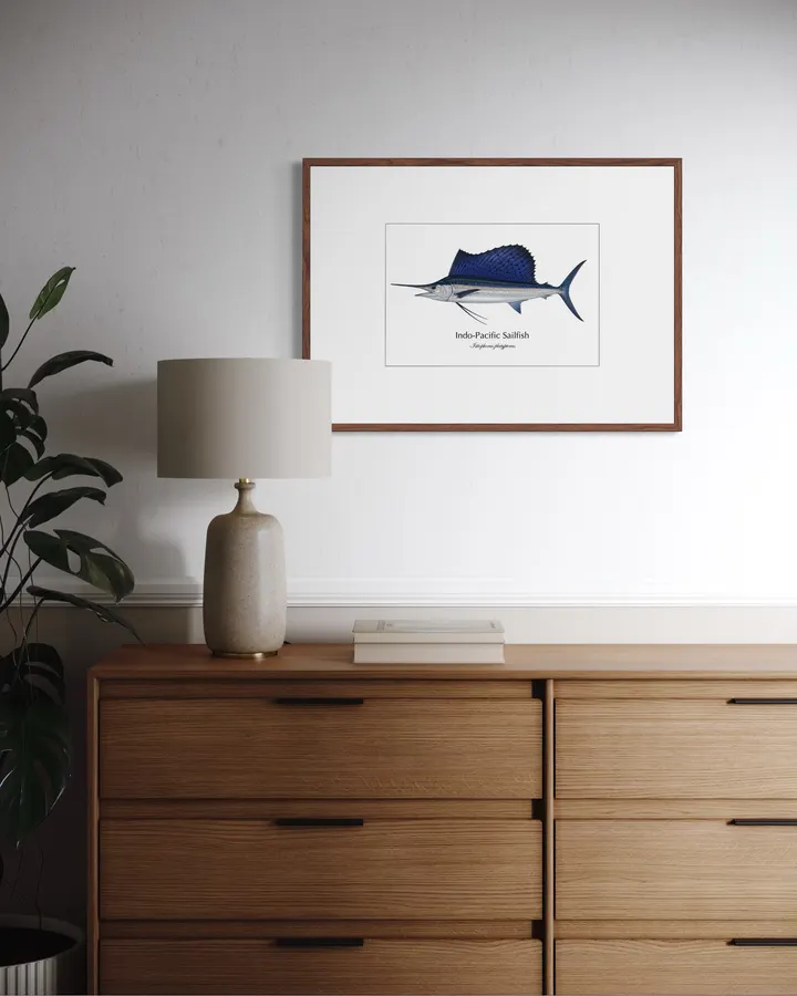 バショウカジキ Indo-Pacific Sailfish ― Istiophorus platypterus｜Natural History Fish Art - MARIS Natural History Prints