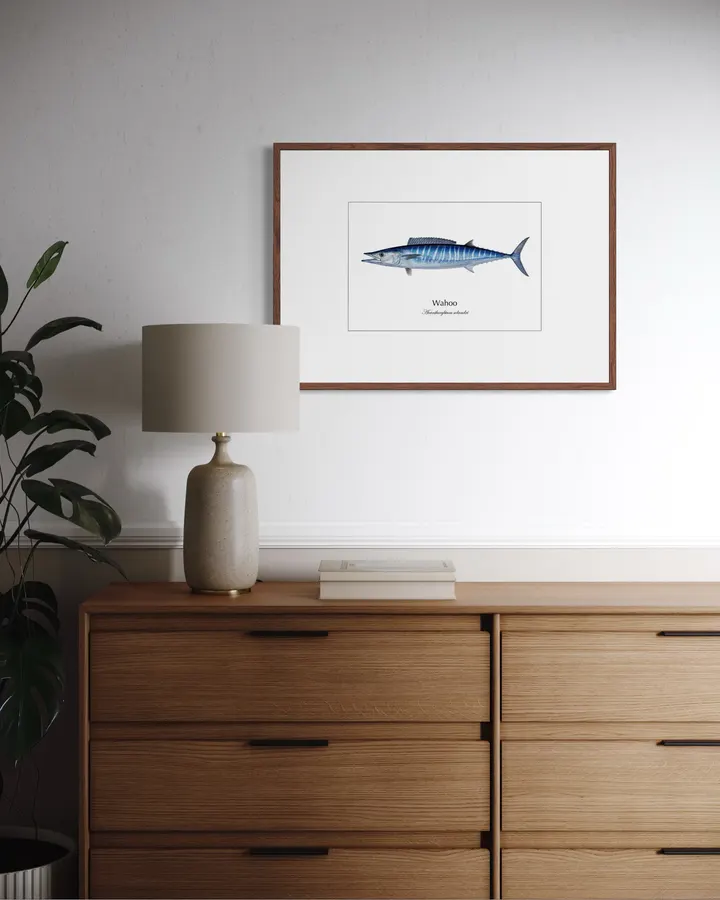 カマスサワラ Wahoo ― Acanthocybium solandri｜Natural History Fish Art - MARIS Natural History Prints