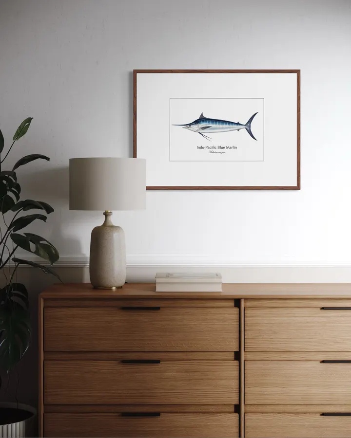 クロカジキ Indo-Pacific Blue Marlin ― Makaira mazara｜Natural History Fish Art - MARIS Natural History Prints