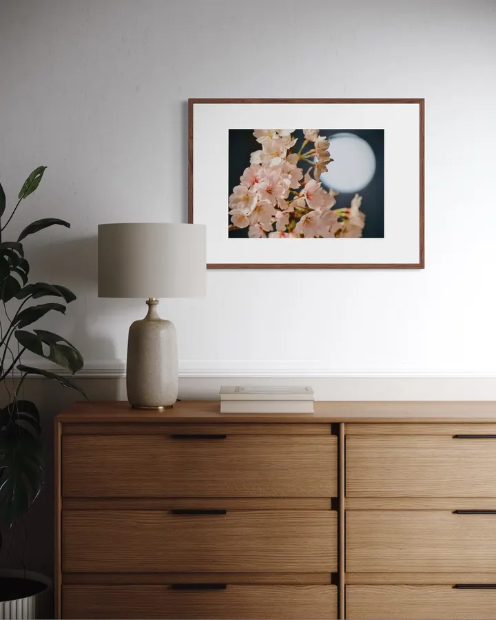 Moonlit Sakura（月夜の桜） - HT　PHOTO